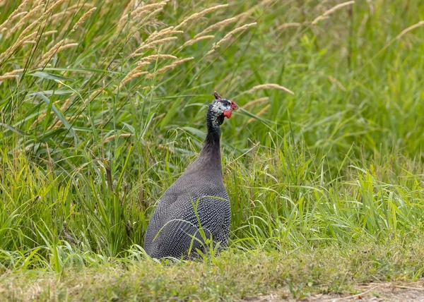 Guineafowl Casco Numida Meleagris Ave Africana Nativa Menudo Domesticada Europa — Foto de Stock