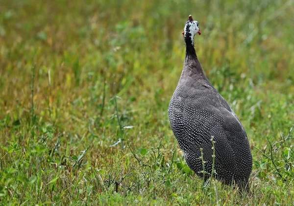 Helmeted Guineafowl Numida Meleagris Native African Bird Often Domesticated Europe — Stock Photo, Image