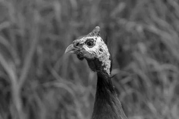 Ave Pintada Capacete Numida Meleagris Uma Ave Africana Nativa Muitas — Fotografia de Stock