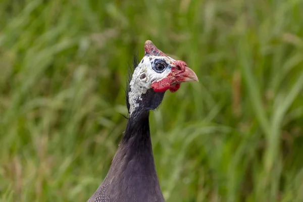 Den Hjälmförsedda Pärlhöns Numida Meleagris Infödd Afrikansk Fågel Ofta Domesticerade — Stockfoto