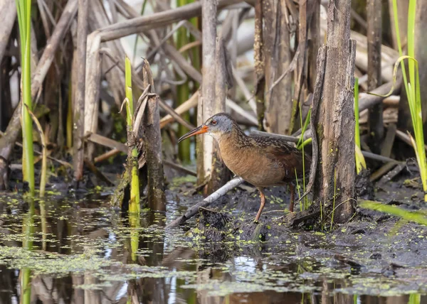 Die Jungfernrebe Rallus Limicola Kleiner Wasservogel — Stockfoto