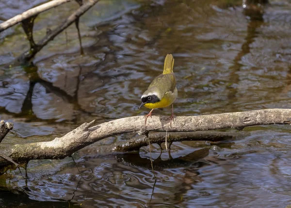 Den Gemensamma Yellowthroat Geothlypis Trichas Liten Sångfågel Hane Vårtid — Stockfoto