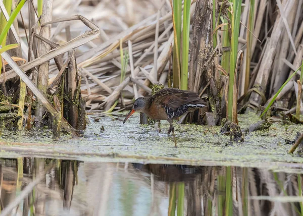 Virginia Rail Rallus Limicola Small Waterbird — стоковое фото