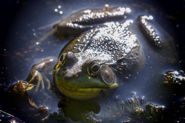 Amerikan Bullfrog (Lithobates catesbeianus veya Rana catesbeiana) Doğu Kuzey Amerika için yerli.