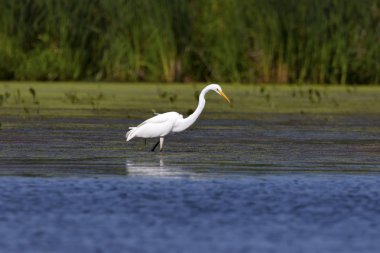 Büyük mavi balıkçıl (Ardea herodias), bataklık genç kuş