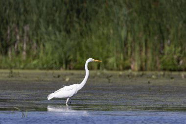 Büyük mavi balıkçıl (Ardea herodias), bataklık genç kuş