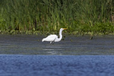 Büyük mavi balıkçıl (Ardea herodias), bataklık genç kuş