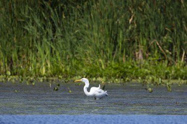 Büyük mavi balıkçıl (Ardea herodias), bataklık genç kuş
