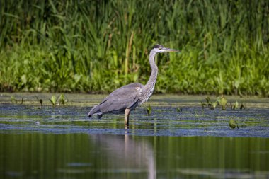 Büyük mavi balıkçıl (Ardea herodias), bataklık genç kuş