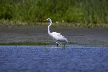 Büyük mavi balıkçıl (Ardea herodias), bataklık genç kuş