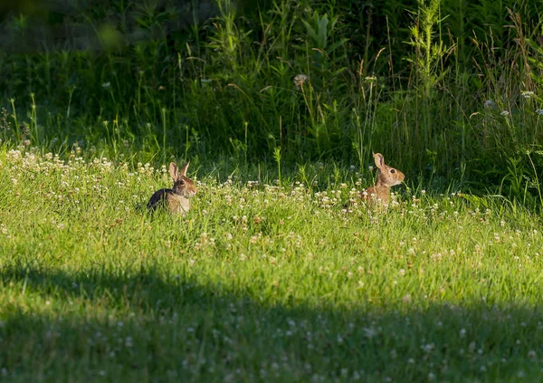 Królik Cottontail Lepus Sylvaticus Łące Scena Przyrodnicze Wisconsin — Zdjęcie stockowe