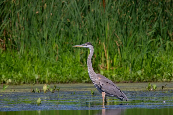 Μεγάλος Γαλάζιος Ερωχός Ardea Ηρωδίας Νεαρό Πουλί Στο Βάλτο — Φωτογραφία Αρχείου