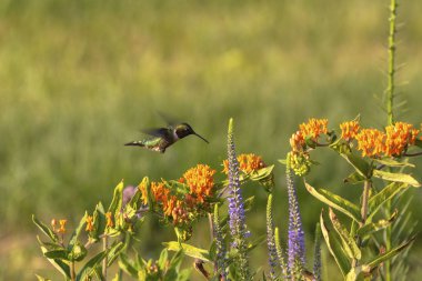 Yakut boğazlı sinekkuşu (Archilochus colubris) bir çiçekli kelebek ot (Asceptlias tuberosa)