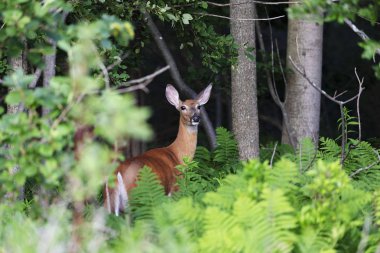 Beyaz kuyruklu geyik, ormanda arka