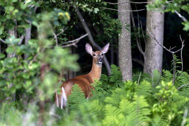 Beyaz kuyruklu geyik, ormanda arka