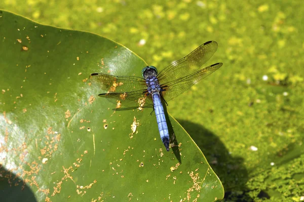 Dasher Azul Pachydiplax Longipennis Libélula Sentado Folha Lírio Água — Fotografia de Stock