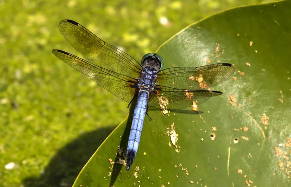 Modrý Dasheru Pachydiplax Longipennis Dragonfly Sedí Listí Lilek — Stock fotografie