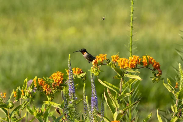 Colibri Gorge Rubis Archilochus Colubris Boit Nectar Une Mauvaise Herbe — Photo