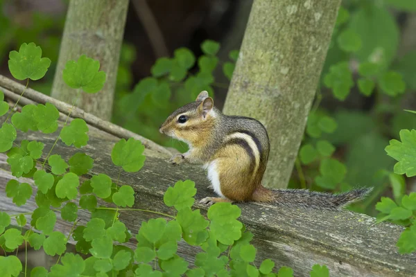 Streifenhörnchen Beobachten Von Einem Holzgeländer Aus — Stockfoto