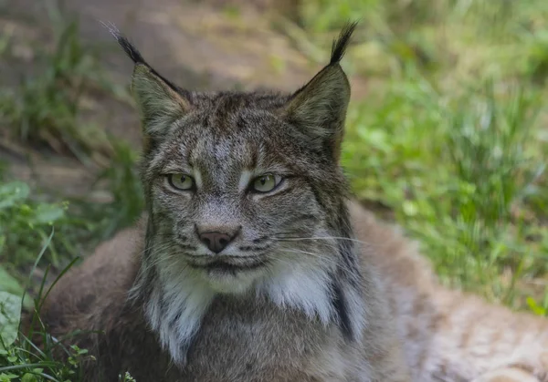 Kanada Lynx (Lynx canadensis), Kuzey Amerika 'ya hayvan yerli, Zoo resim