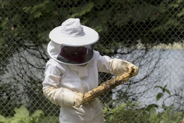 養蜂家はハニカムをチェックし ミツバチと一緒に働き 庭で蜂蜜を集めます — ストック写真