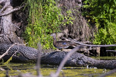 Genç ahşap ördek veya Carolina ördek (Aix sponsa) düşmüş gövde üzerinde oturan