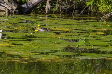 Sarı nilüfer (Nuphar lutea) , Wisconsin küçük bir göl üzerinde sarı nilüferler çiçek.