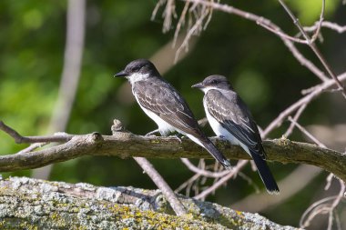 Doğu Kralkuşu (Tyrannus tyrannus) 