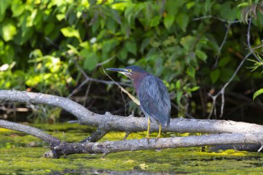 Yeşil ot (Butorides virescens) kuzey Amerika'nın küçük bir alamı