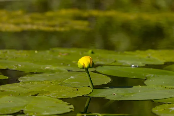 ウィスコンシン州の小さな湖に黄色いユリを咲かせる黄色いユリ ヌファルルテア — ストック写真