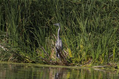 Büyük mavi ot (Ardea herodias) nehir kıyısında duruyor. Büyük bir Amerikan yürüyen kuş.