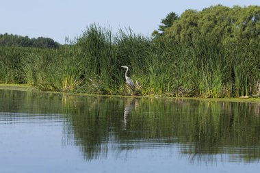 Büyük mavi ot (Ardea herodias) nehir kıyısında duruyor. Büyük bir Amerikan yürüyen kuş.