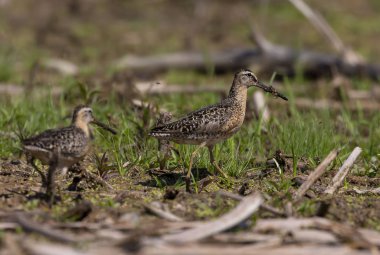 Kısa gagalı dowitcher (Limnodromus griseus), bataklık ta shorebird. Yaz aylarında yetişkin kuşlar