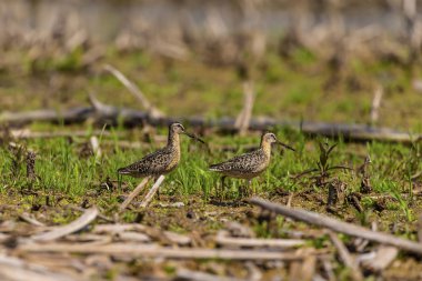 Kısa gagalı dowitcher (Limnodromus griseus), bataklık ta shorebird. Yaz aylarında yetişkin kuşlar