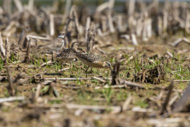 Kısa gagalı dowitcher (Limnodromus griseus), bataklık ta shorebird. Yaz aylarında yetişkin kuşlar