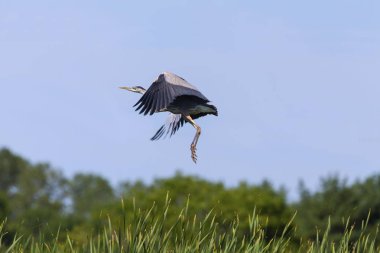 Genç büyük mavi ot (Ardea herodias) uçuş 