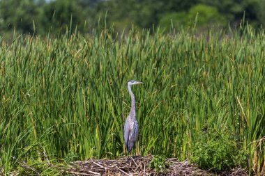 Büyük mavi ot (Ardea herodias) nehir kıyısında duruyor. Büyük bir Amerikan yürüyen kuş.