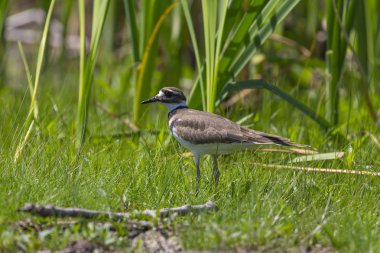 Killdeer (Charadrius vociferus) bir bataklık yiyecek arıyor.
