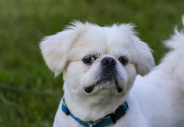 Portre küçük beyaz genç köpek yavrusu pekinese