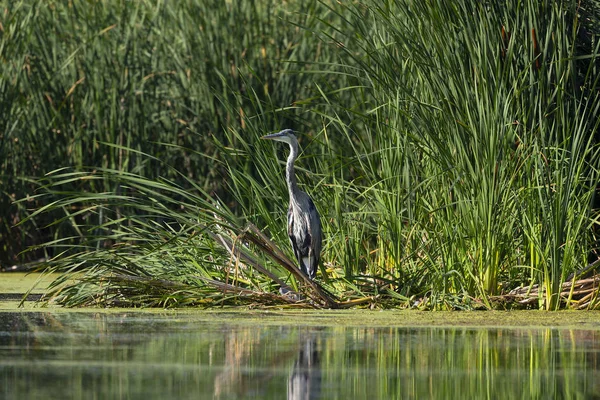 Μεγάλος Γαλάζιος Ερωχός Ardea Ηρωδίας Στέκεται Στην Όχθη Του Ποταμού — Φωτογραφία Αρχείου