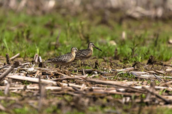 Short Billed Dowitcher Limnodromus Griseus Shorebird Marsh Adult Birds Summer — Stock Photo, Image