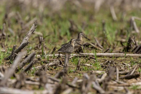 短い請求されたドウィッチャー リムノドロムスグリセウス 湿地のショアバード 夏の大人の鳥 — ストック写真