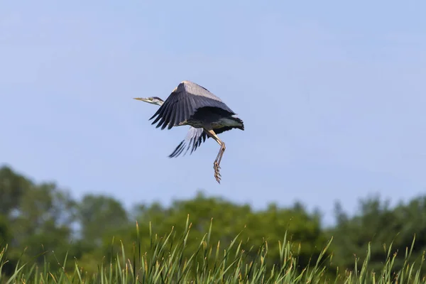 Junge Blaureiher Ardea Herodias Auf Der Flucht — Stockfoto