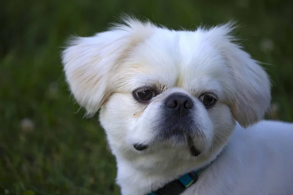 Portre Küçük Beyaz Genç Köpek Yavrusu Pekinese — Stok fotoğraf