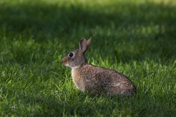 Eastern Cottontail Sylvilagus Floridanus Wild Rabbit Most Common Rabbit Species — стоковое фото