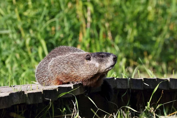 Mormota Marmota Monax Más Néven Woodchuck Amerikai Rágcsáló — Stock Fotó