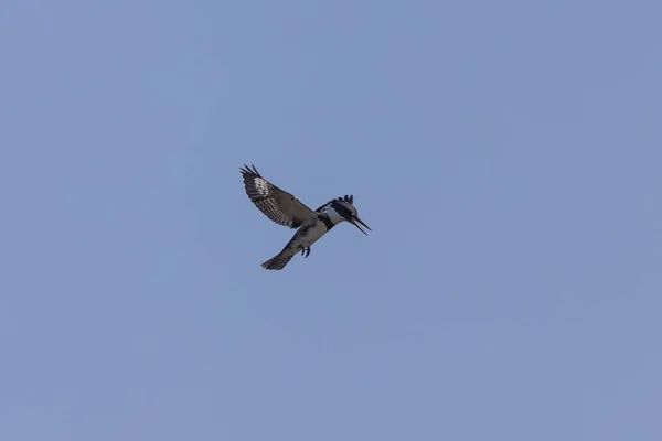 狩猟のベルト付きカワセミ メガセリールアルシオン しばしば空中の1つの場所に立って獲物を探しています — ストック写真