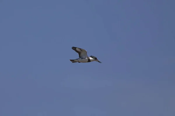 Pescador Rei Cingido Megaceryle Alcyon Caça Muitas Vezes Lugar Procura — Fotografia de Stock