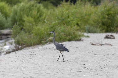 Doğal ortamda Juvenile Great blue ot