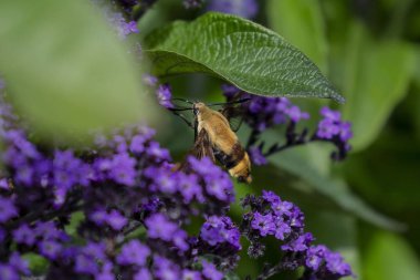  Sinekkuşu temizliyor, Hemaris thysse genellikle şahin güvesi olarak bilinir.